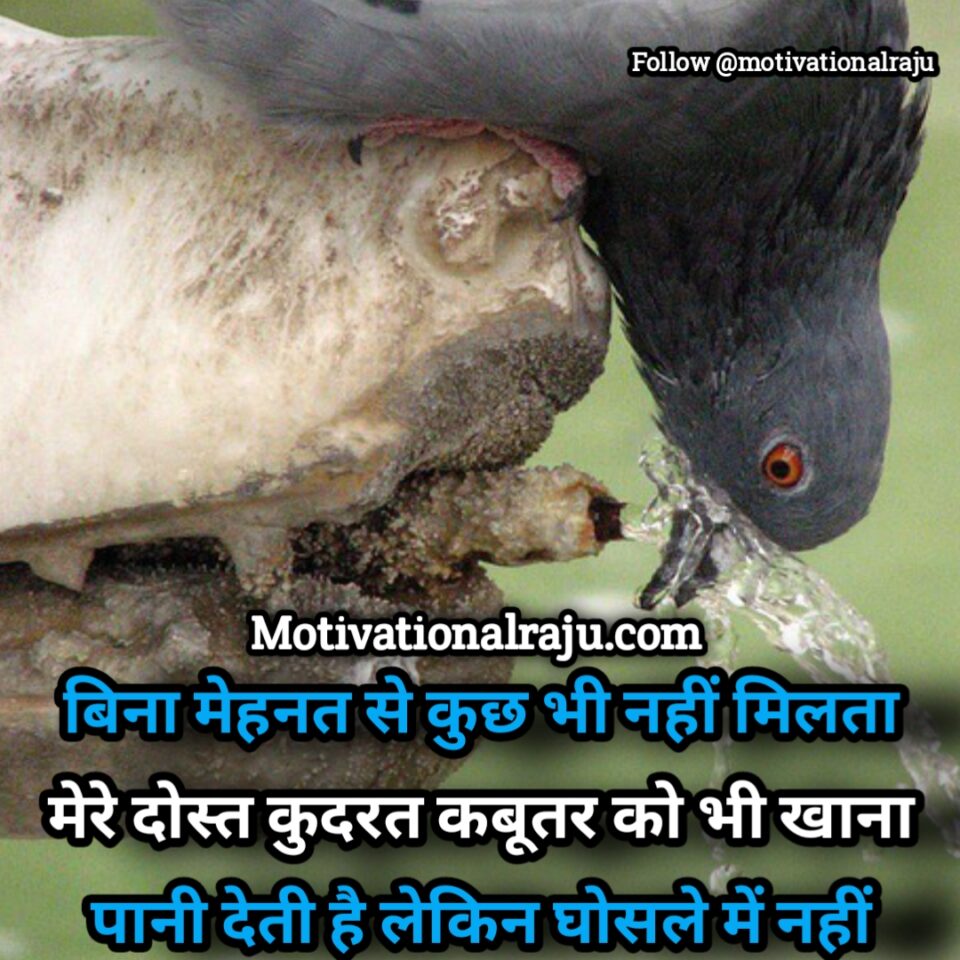 Nothing is found without hard work, my friend nature gives food and water to pigeons but not in the nest